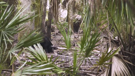 black feral hog in wooded palm tree central florida forest uprooting soil to look for food