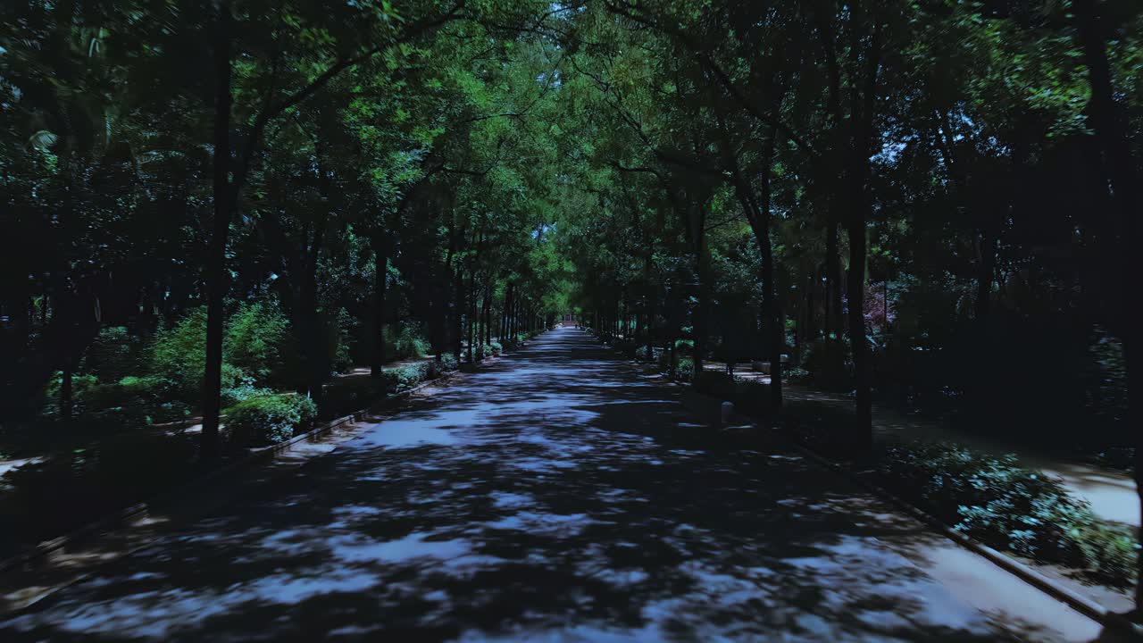 밤에 세비야 국립 공원에서 앞으로 이동