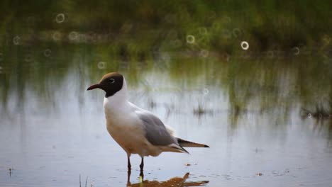 gaviota de cabeza negra en busca de comida en aguas poco profundas