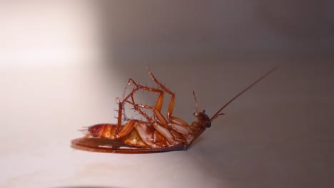 cucaracha tumbada boca abajo en el suelo de la casa y tratando de levantarse y pararse de cerca, cucaracha de la casa tumbada boca abajo en la alfombra del suelo