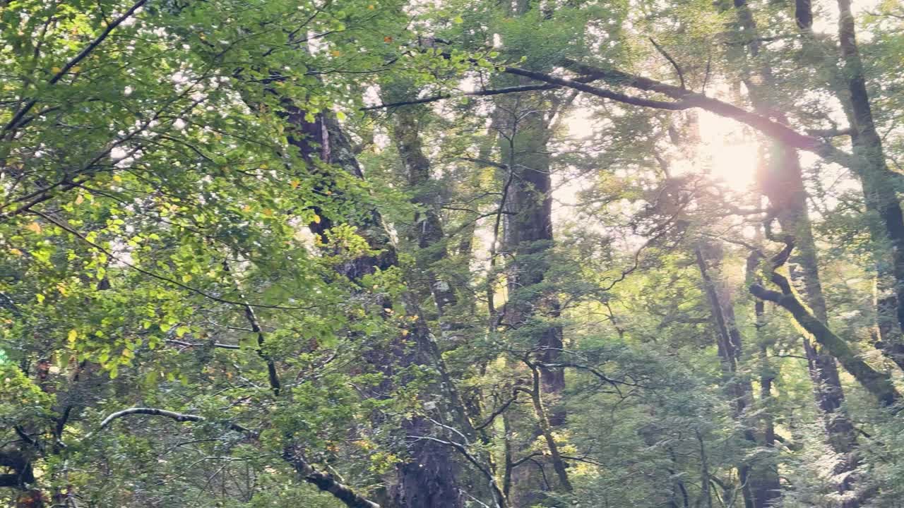 Camera pans upward through lush temperate forest, sunlight streaming between moss-covered trees, soft backlighting