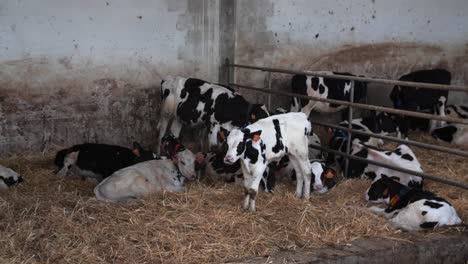 young dairy cows resting and standing on straw inside a barn during the day