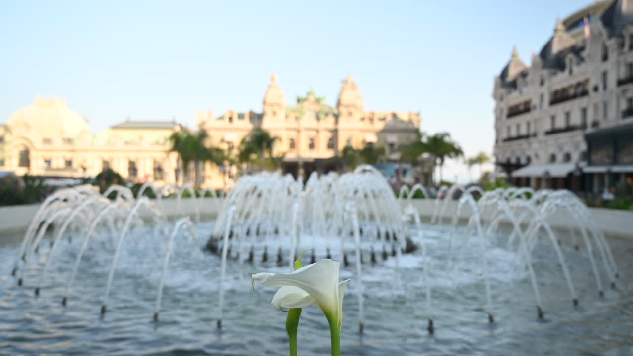 Flores de cala blanca cerca de la fuente frente al Casino de Montecarlo, en Mónaco