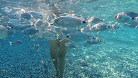 girl swims with fish underwater