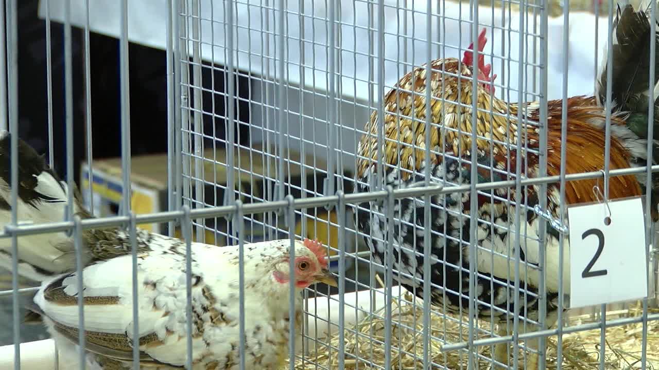 The most beautiful dwarf chicken in Latvia