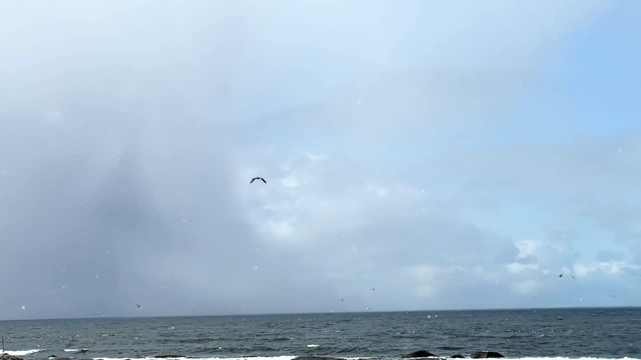 겨울 동안 로포텐에서 눈 폭풍을 배경으로 노르웨이 해안을 따라 흰꼬리 독수리의 다음 샷