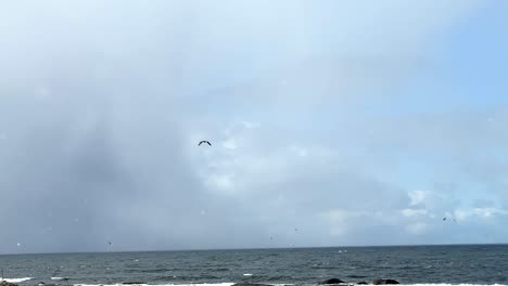 siguiente toma de un águila de cola blanca a lo largo de la costa noruega durante el invierno en lofoten con una tormenta de nieve al fondo