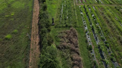 aerial view of farmer working between rows in large green organic vegetable garden in central italy