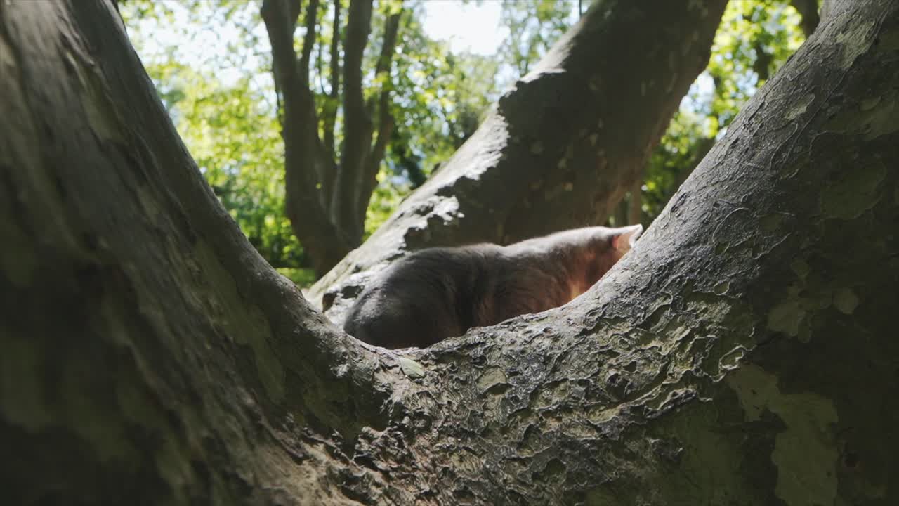 un gato está sentado en un gran árbol en el bosque en un día soleado, montpellier, francia