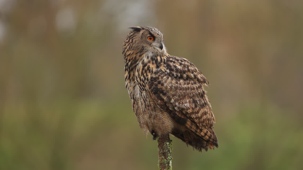орлиная сова, сидящая в лесу