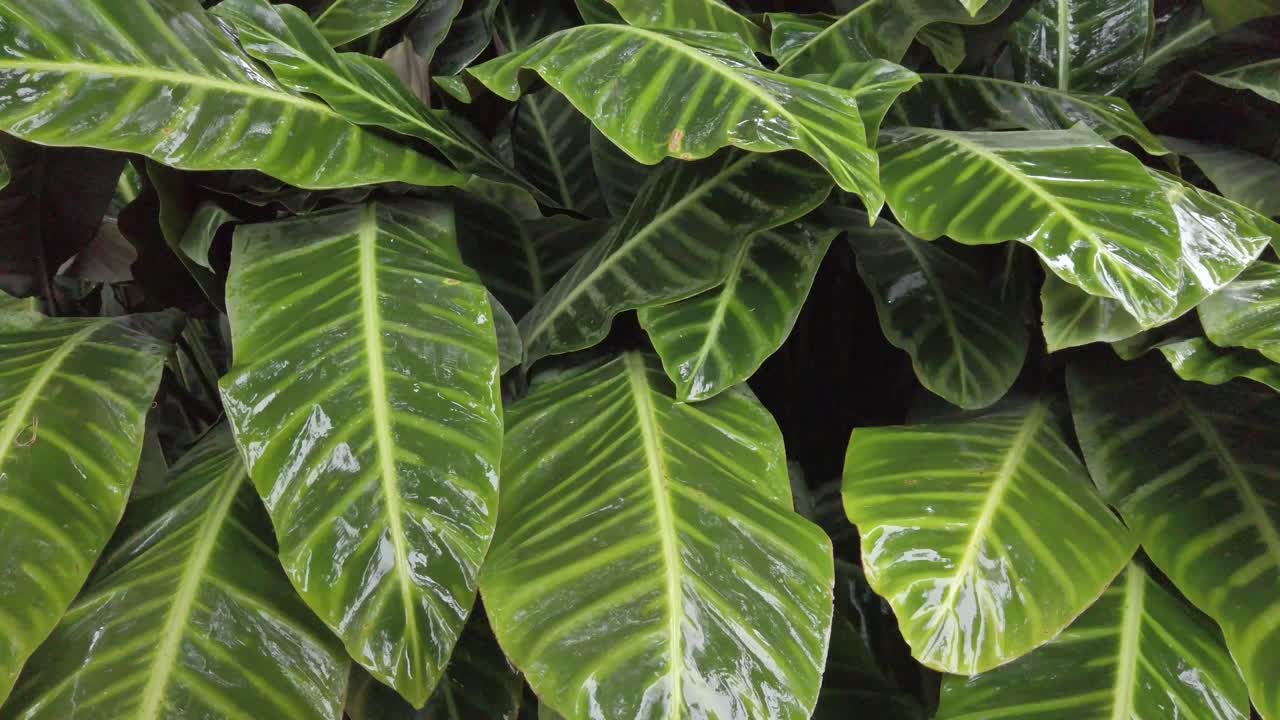 la lluvia cae a cámara lenta sobre hojas verdes exóticas