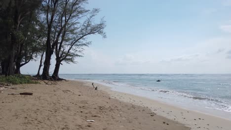 泰國普克特 (phuket) 白沙海灘風景,在陽光明<unk>的夏天,前景有海松樹-4k uhd視頻