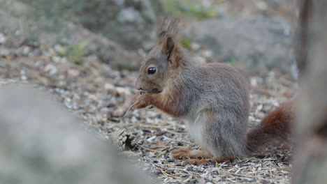 profile of red squirrel with grey coat foraging for seeds