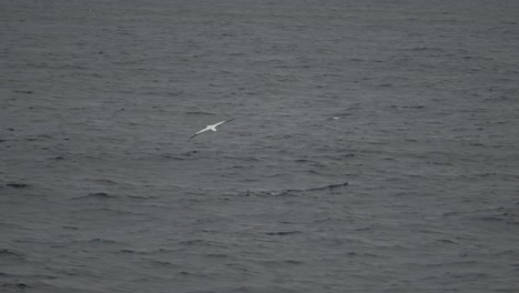 rare wandering albatross follows boat and looks for food