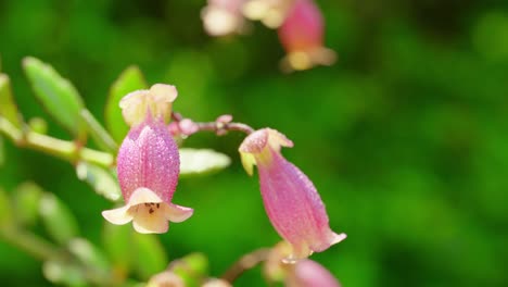 Diese-Bezaubernde-Szene-Fängt-Die-Ausstrahlung-Einer-In-Sonnenlicht-Getauchten-Kalanchoe-Pflanze-Ein,-Eingebettet-In-üppiges-Grünes-Gras-Unter-Einem-Baldachin-Aus-Klarem,-Azurblauem-Himmel