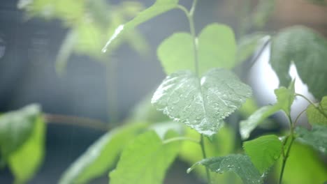 晴天下雨,落下植物的叶子 - - 近距离拍摄