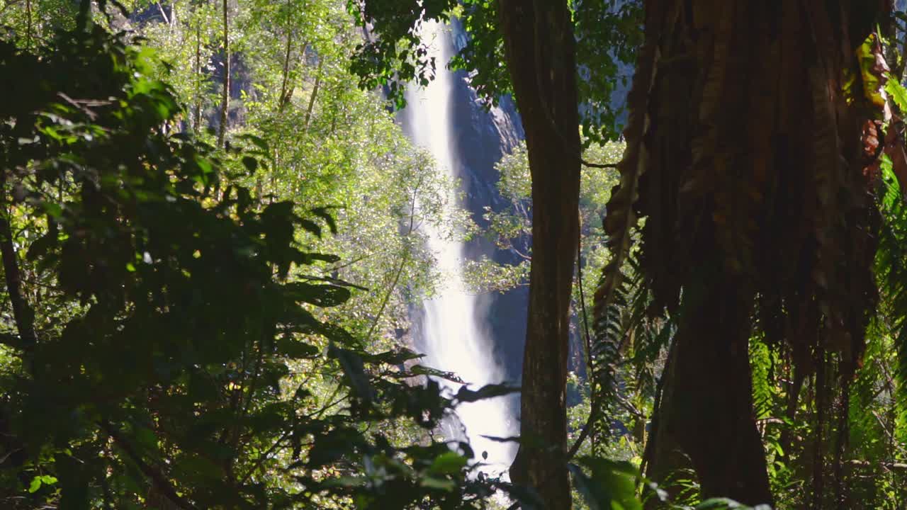 vista de la cascada a través de la espesa y exuberante selva tropical australiana