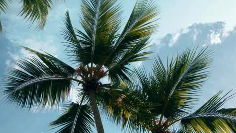 Low-angle video shot of palm trees against a bright blue sky, capturing a tropical, serene vibe