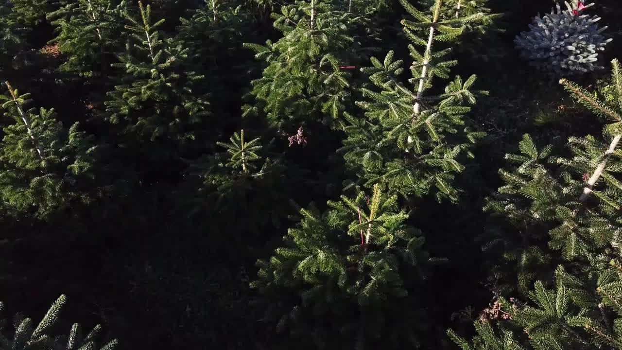 Slow aerial panning across Christmas trees