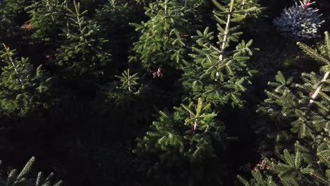 Slow-aerial-panning-across-Christmas-trees