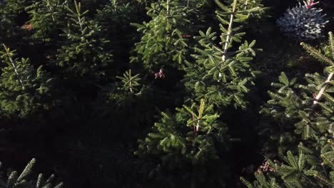 slow aerial panning across christmas trees