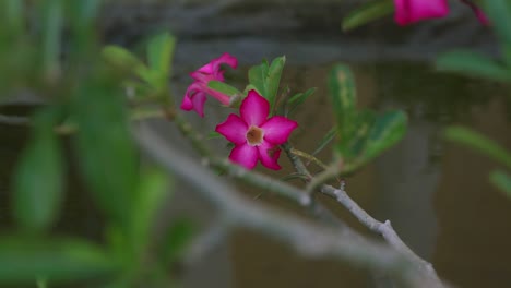 disparo creativo de la planta de adenium obesum