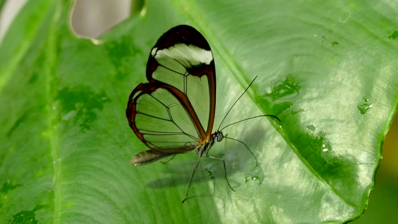 mariposa con alas transparentes y cuernos negros