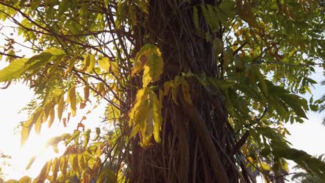 Golden-hour-sun-flares-behind-leaves-and-vines-on-tree-trunk,-Closeup-Wraparound