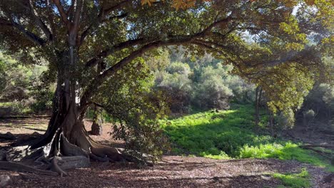 Overarching-branches-with-autumn-leaves-of-Moreton-Bay-tree-with-exposed-roots-in-Perth-Western-Australia