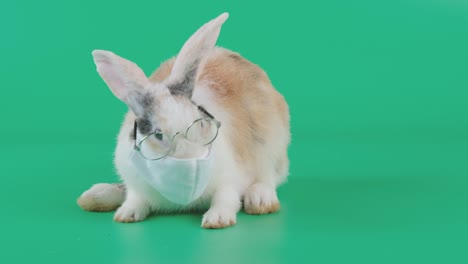 long ear brown pattern white rabbit wear mask and eye glasses  moving look like sneeze stay on green screen