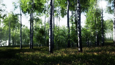 la luz del sol fluye a través de un bosque de abedul