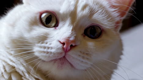 close-up of a white cat