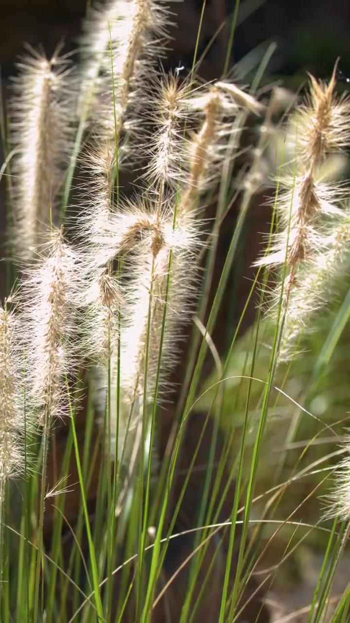 Primo piano di erba ornamentale Pennisetum con spighe fiorite bianche che ondeggiano sotto la luminosa luce solare australiana