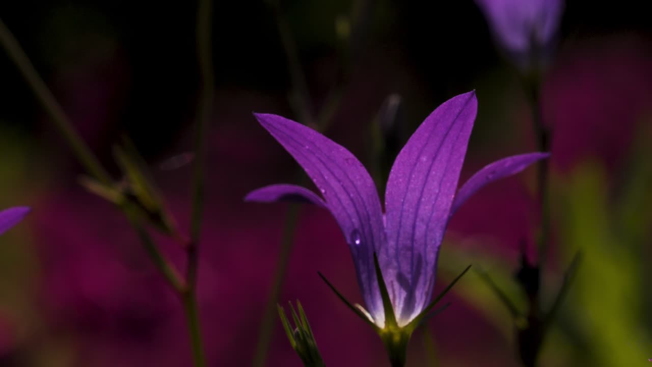 крупный план фиолетового колокольчика