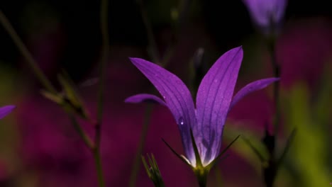 close-up of a purple bellflower