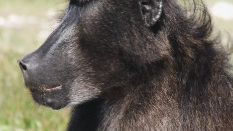 close up of a male baboons face on a windy day in africa