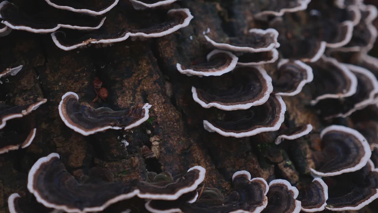 Close-up of Turkey Tail Fungi Growing on a Tree Trunk