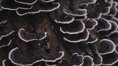 close-up of turkey tail fungi growing on a tree trunk