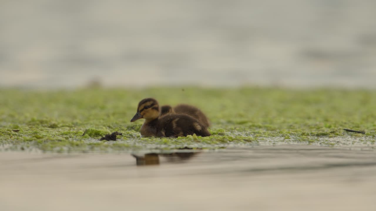 Primer plano bajo de patitos nadando y comiendo en un estanque cubierto de algas