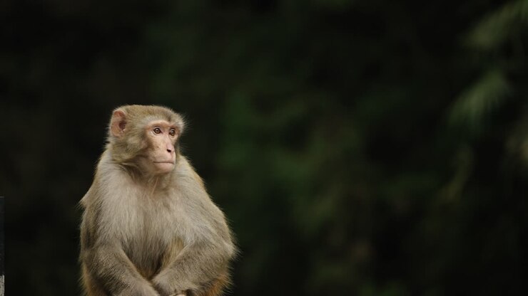 A Tibetan macaque (Macaca thibetana) stands with a calm posture against a dark forest backdrop in Zhangjiajie, China.