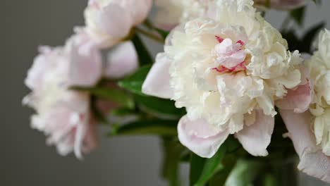 Blooming-peony-flowers-with-green-stems-with-water-drops