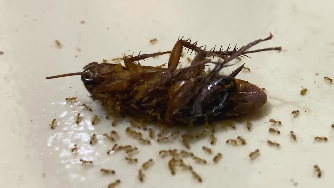 Cockroach surrounded by ants, concept of teamwork and nature