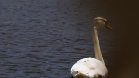 Close-up-of-a-Swan-on-a-lake-in-the-foreground-the-silhouette-of-a-fast-moving-tram-or-train-passes-by