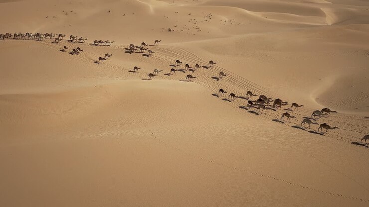 An aerial view of a caravan crossing a desert
