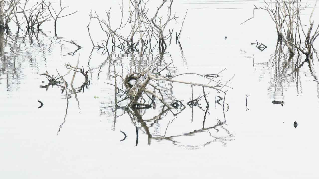 아프리카 호수에서 물이 부드럽게 졸졸 흐르는 폭우 후에 노출된 죽은 나무 가지