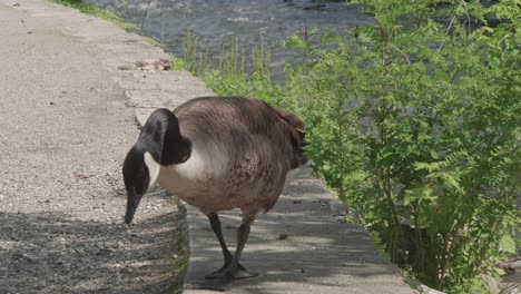 Wild-Geese-at-the-Wissahickon-Creek