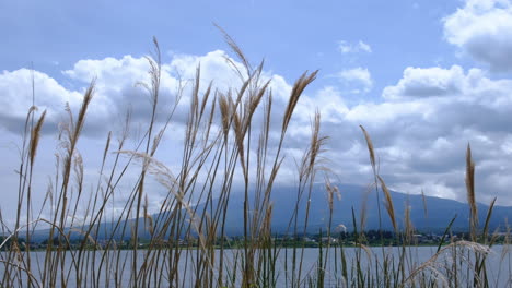 Pampas-grass-at-Lake-Yamanaka-and-Mount-Fuji-in-Japan