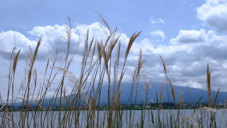 hierba de pampa en el lago yamanaka y el monte fuji en japón