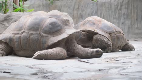 two chelonoidis tortoises are laying side by side on the grassy ground. these terrestrial reptiles, known for their adaptation to dry habitats, have a distinctive snout similar to a gopher tortoise