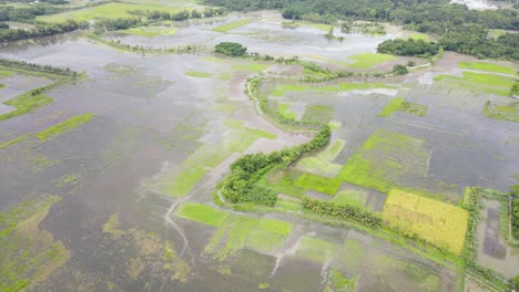 vuelo aéreo sobre grandes campos de arroz inundados en el norte de bangladesh